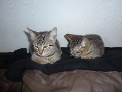 Bengal kittens Snow, Brown, Rosetted, Kittens Ready Now
