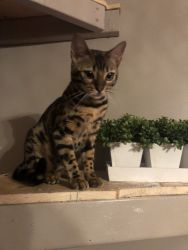 Pure Bred Spotted Bengal Kitten, 7 months