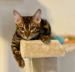 brown bengal with bright spots