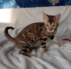 Domestic baby Bengal cats for adoption