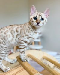 Female Bengal kitten for aale