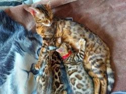 Bengal kittens For Sale