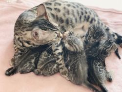 -Fantastic Gift Bengal Kittens