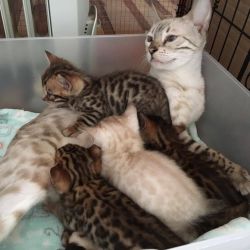 Adorable Bengal Kittens Ready