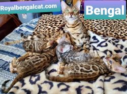 Bengal kittens for sale!