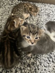 5 Mixed bengal kittens