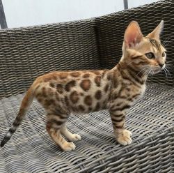 gorgeous Bengal Kitten
