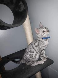 Bengal Kitten 2022 Waitlist