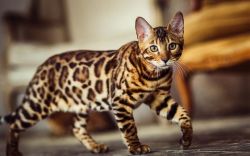 cheap bengal ,savannah and serval kitten for sale near me
