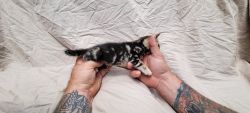 Male bengal kittens