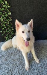 Male Berger Blanc Suisse aka White Swiss Shepherd Available!