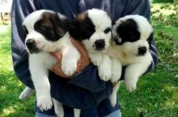Akc Registered Saint Bernard Puppies