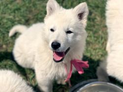 Rare Berger Blanc Suisse Puppies in New Jersey