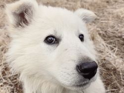 Tempest the Berger Blanc Suisse Puppy is ready for her forever family.