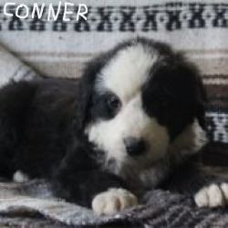 Conner Male Bernedoodle