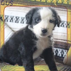 Gus Male Bernedoodle