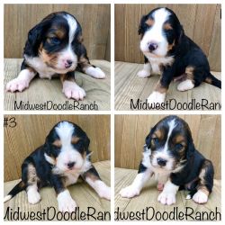 Mini Bernedoodle Puppies and Cockapoo Puppies for Sale!