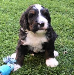 › Puppies for Sale › Bernedoodle › Frankie 688110
