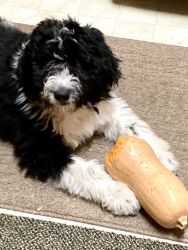 Bernedoodle puppy (F1B) for sale
