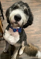 One year old Bernedoodle boy for sale!