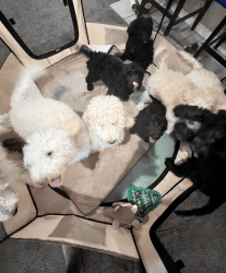 40% Off Standard Bernedoodle Puppies While They Last!