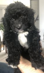 Sweetest Bernedoodle For Sale!