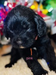 Mini Bernedoodle Puppies For Sale