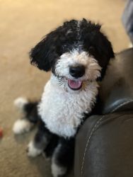7 month Mini Bernedoodle For Sale