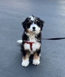 Bernedoodle Puppy - Male - Three-Colored