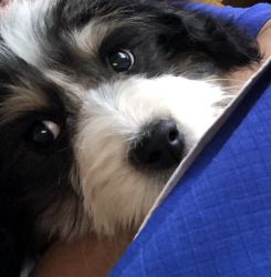 Beautiful F2 Bernedoodles for sale
