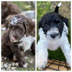 Bernedoodle pups for sale. Health cleared and ready for homes.