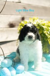 Amazing Puppies For Sale!