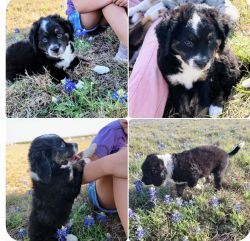 Bernedoodle puppies for sale in Texas!