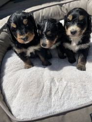 11 Bernedoodle puppies for aale