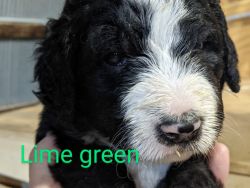 Bernedoodle puppies MN