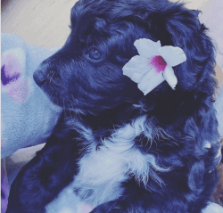 Berne doodle puppies for sale female