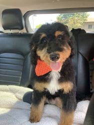Fun loving healthy Tri color Male Bernedoodle looking for a new home!