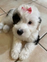 Beautiful Mini Bernedoodle Puppy for sale