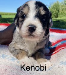 Bernadoodle Puppies Abailable