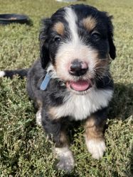 Social, lovable Bernedoodle Puppies