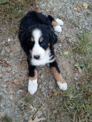 BERNEDOODLE PUPPIES FOR SALE