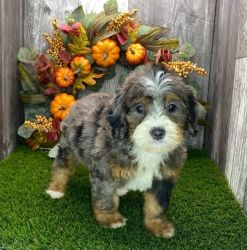 Well-Trained Bernedoodle Puppies ready