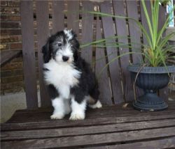 Well-Trained Bernedoodle Puppies ready for Re-Homing.