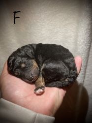 Mini Bernedoodle pups