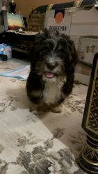 Bernedoodle for sell