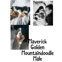 Golden mountaindoodle