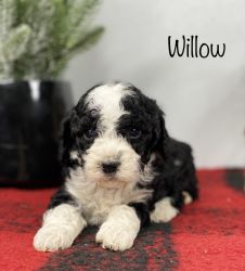 F1B Bernedoodle - Willow