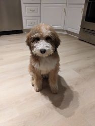 Bernedoodle puppy for sale (5 months old)