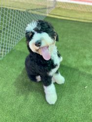 Rehoming bernedoodle