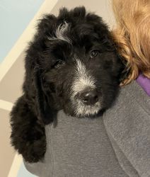 F1 Bernedoodle Puppies- ready Now!